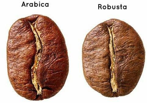 Arabika vs Robusta