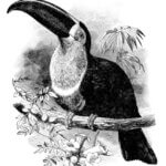 G.C. Breiger IkaCoffee (500g)